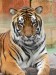 Panthera_tigris7.jpg